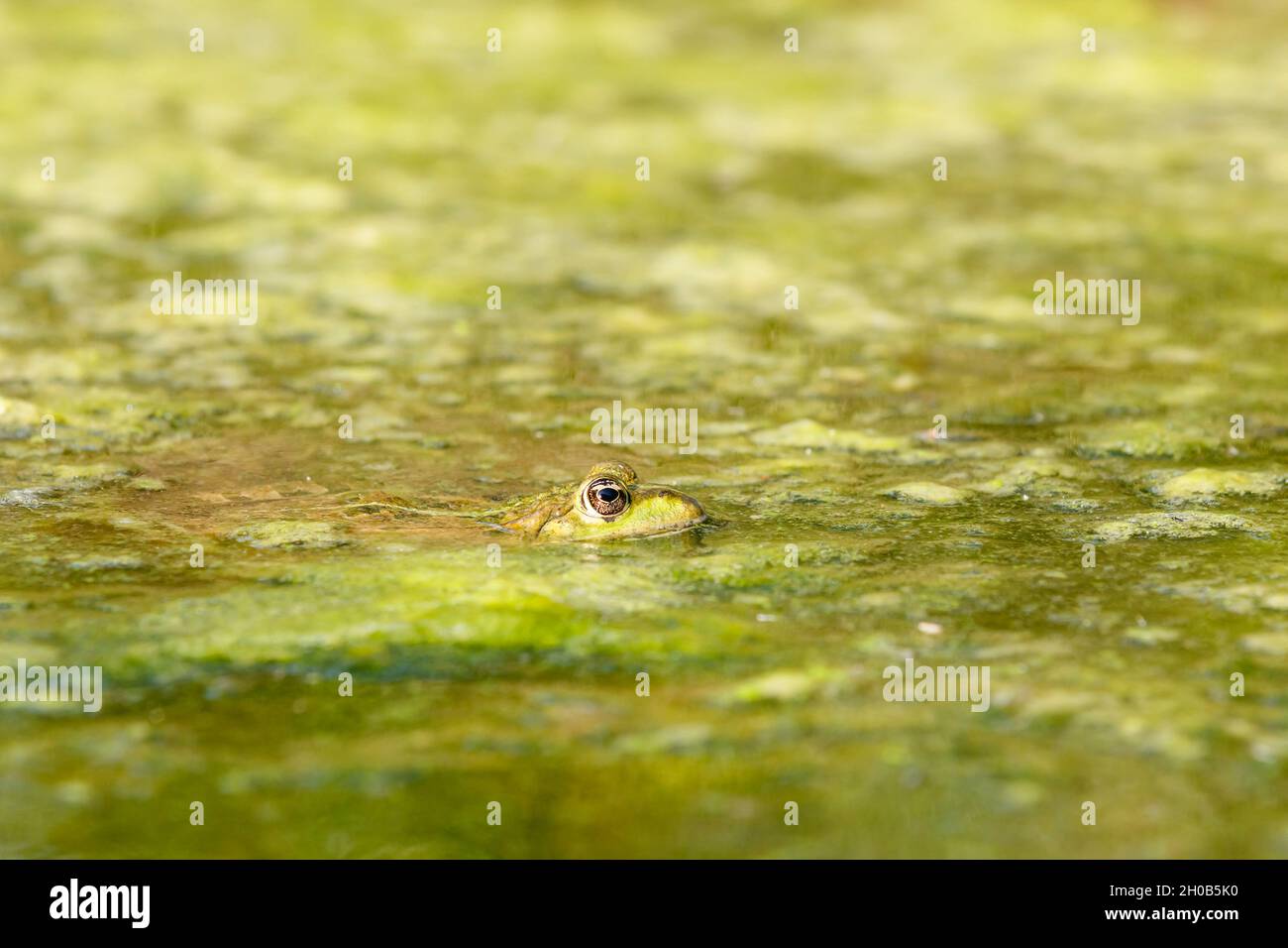 Lowland frog (Pelophylax ridibundus) in a pond, Alsace, France Stock Photo