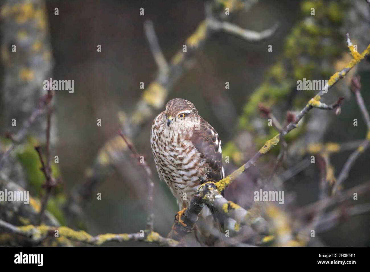 Sparrowhawk (Accipiter nisus) on a branch, Alsace, France Stock Photo