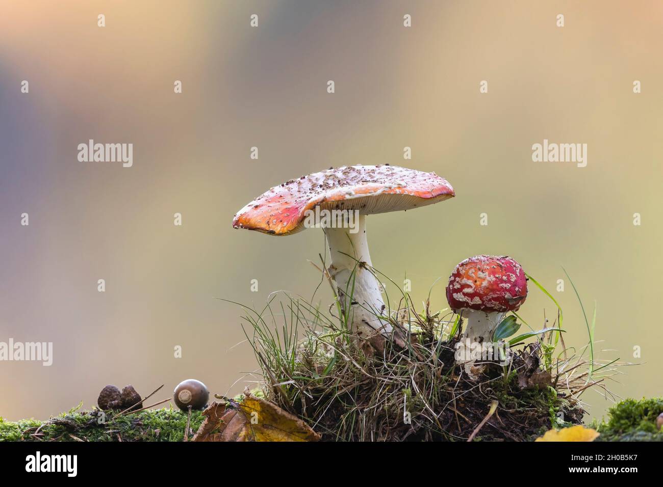 Fly Agaric (Amanita muscaria), Alsace, France Stock Photo