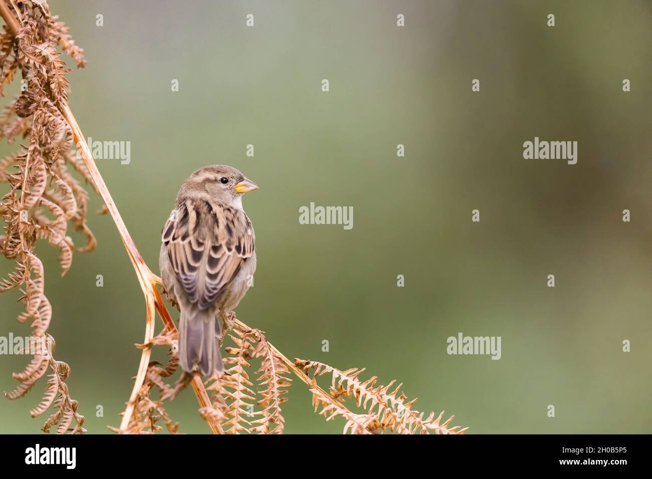 House sparrows (Passer domesticus) on a fern, Alsace, France Stock Photo