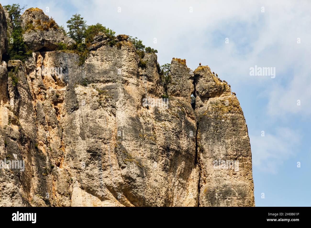 Griffon Vulture (Gyps fulvus) on the cliffs of the gorges de la Jonte, Lozere, France Stock Photo