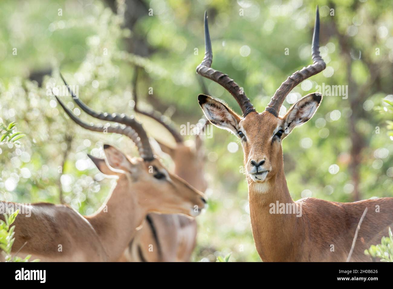 Common Impala (Aepyceros melampus) horned male with backlit natural background in Kruger National park, South Africa Stock Photo