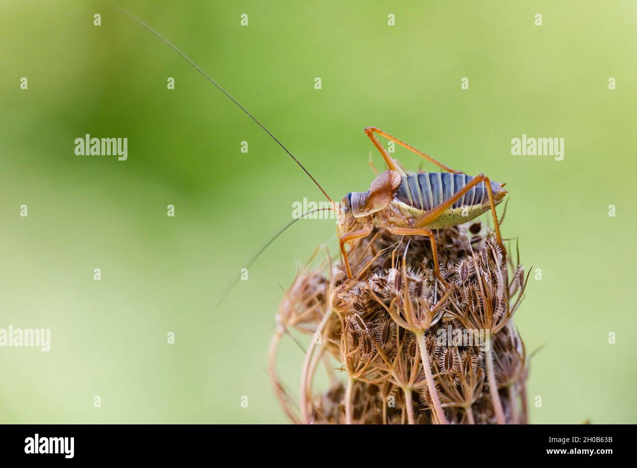 Saddle-backed Bush-cricket (Ephippiger ephippiger) on Wild Carrot (Daucus carota), Causse de Mende, Lozere, France Stock Photo