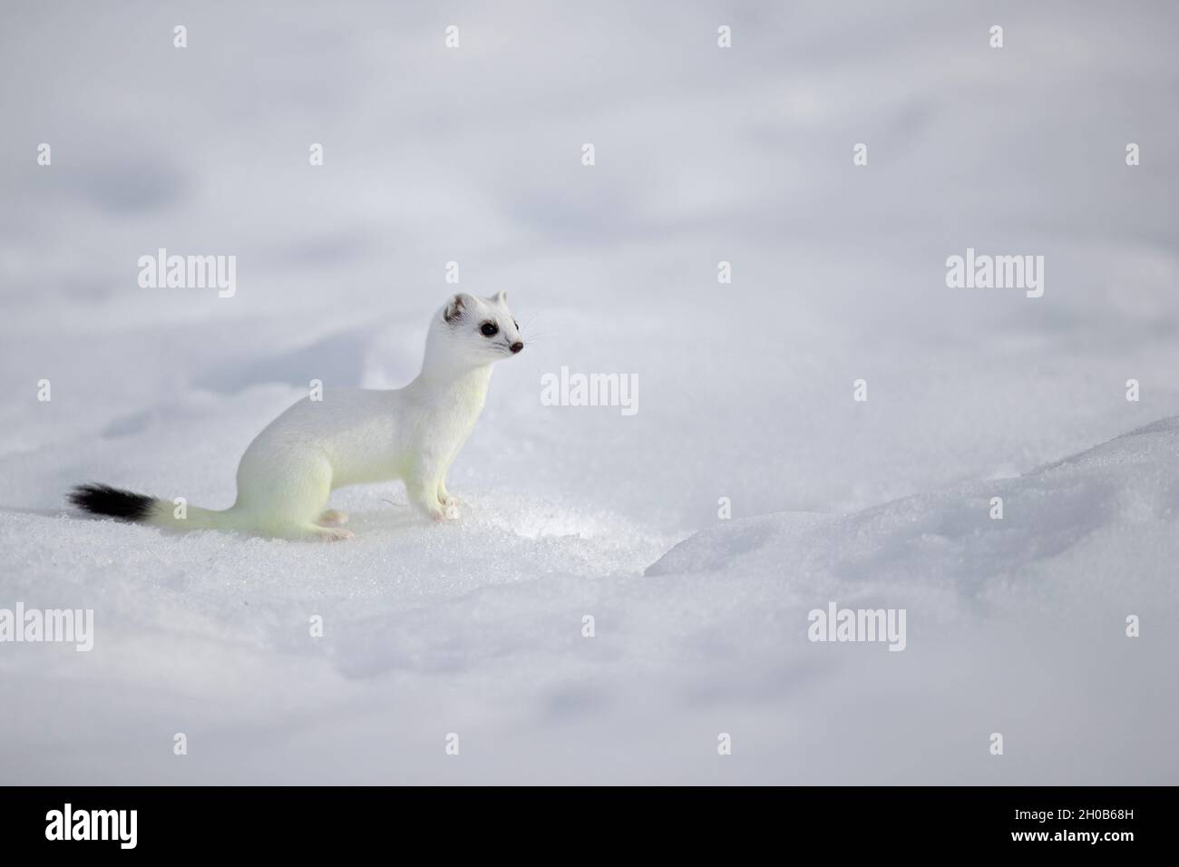 Ermine (Mustela erminea) in winter coat, in the snow, Vaud, Switzerland. Stock Photo