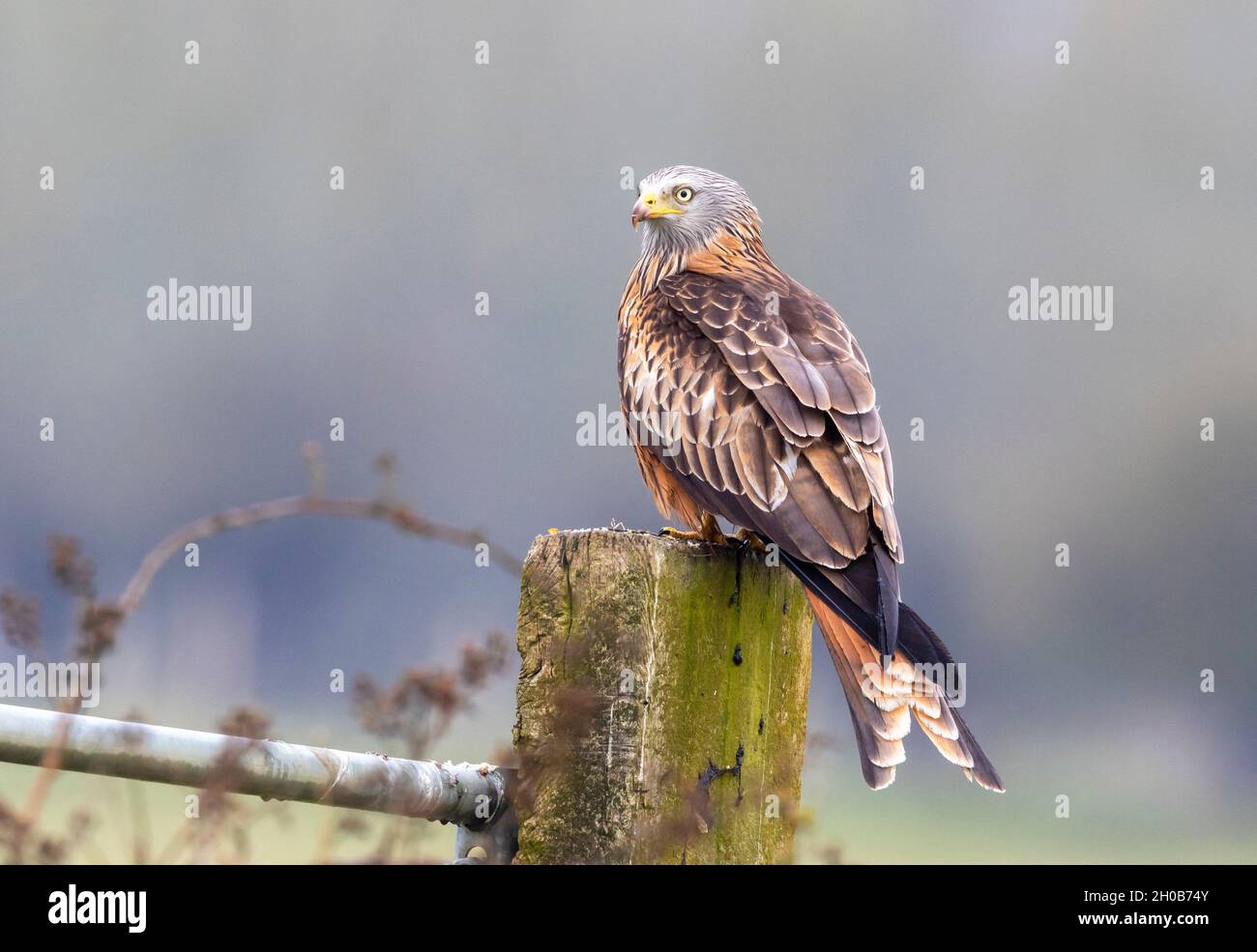 Red kite (Milvus milvus) perched on a post, England Stock Photo