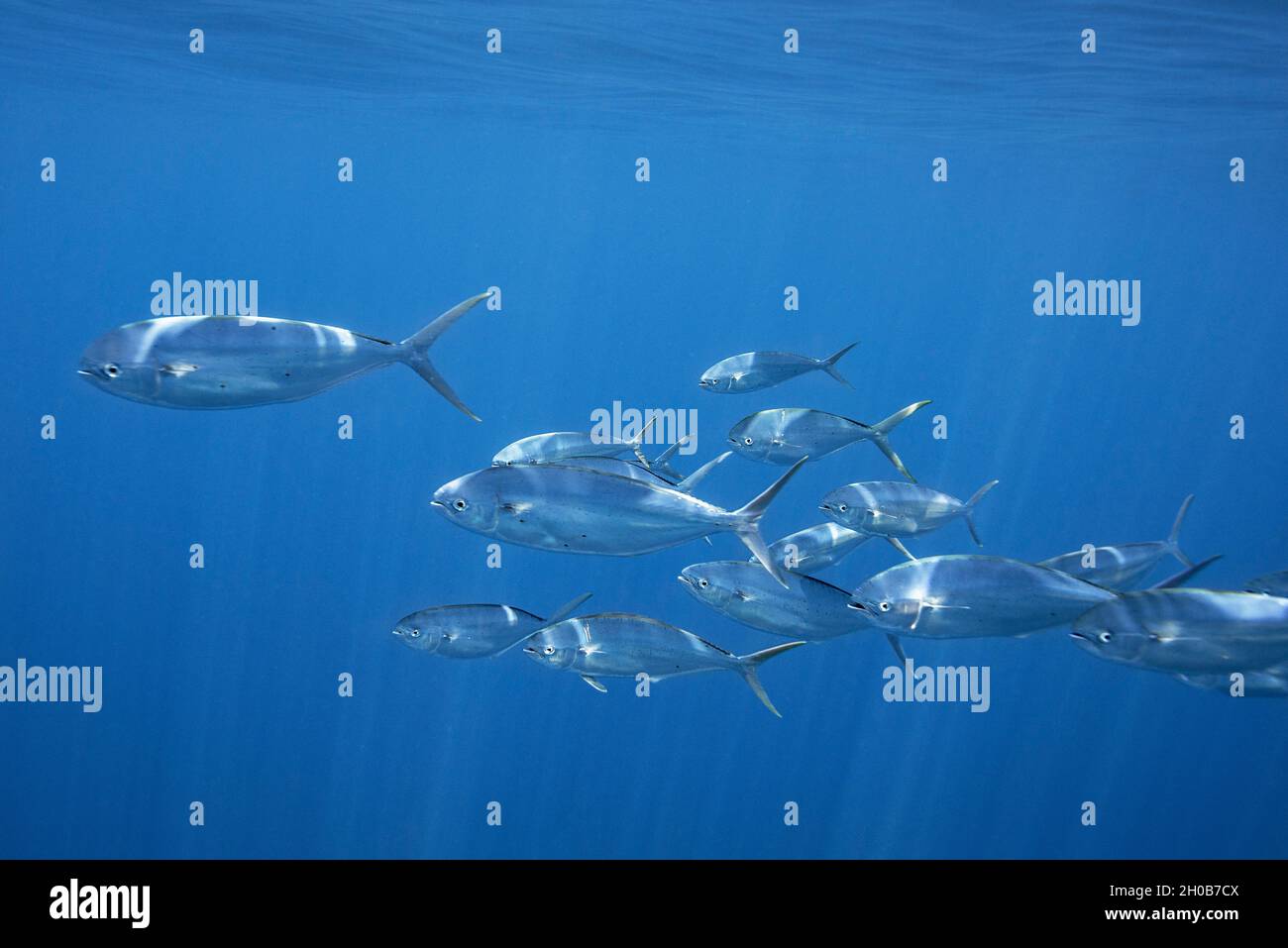 Mahi mahi Common dolphinfish (Coryphaena hippurus). It is a pelagic