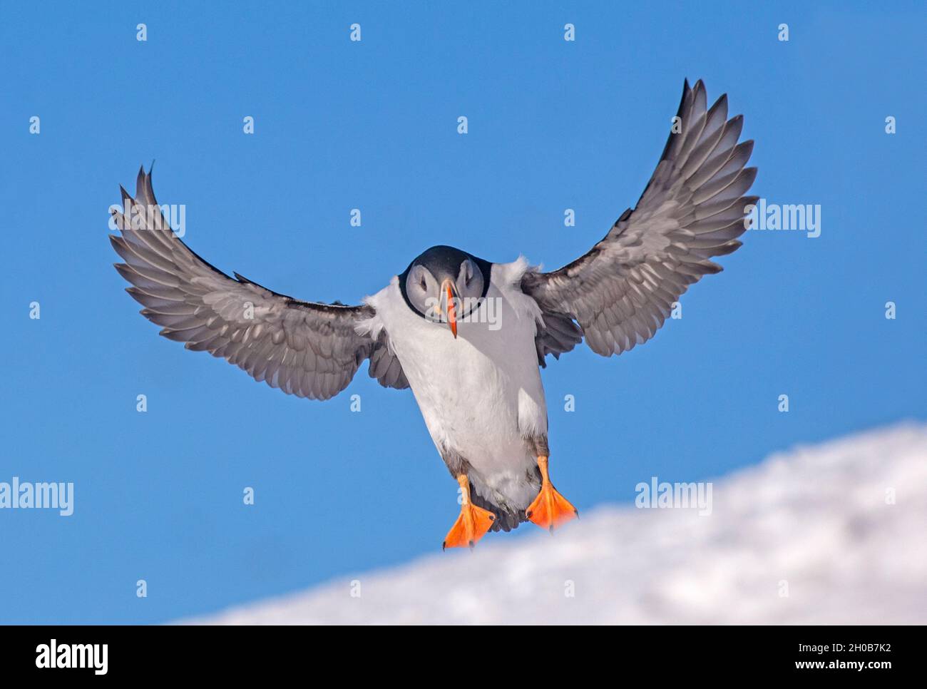 Atlantic Puffin (Fratercula arctica), in flight, Island of Horn oya, protected island with large colonies of seabirds, Vard o or Vardo, Varanger Fjord Stock Photo