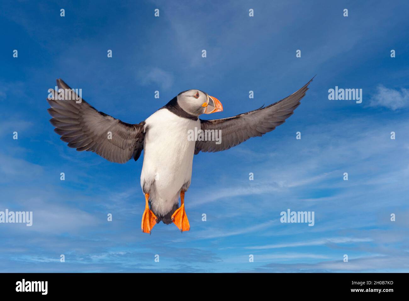 Atlantic Puffin (Fratercula arctica), in flight, Island of Horn oya, protected island with large colonies of seabirds, Vard o or Vardo, Varanger Fjord Stock Photo