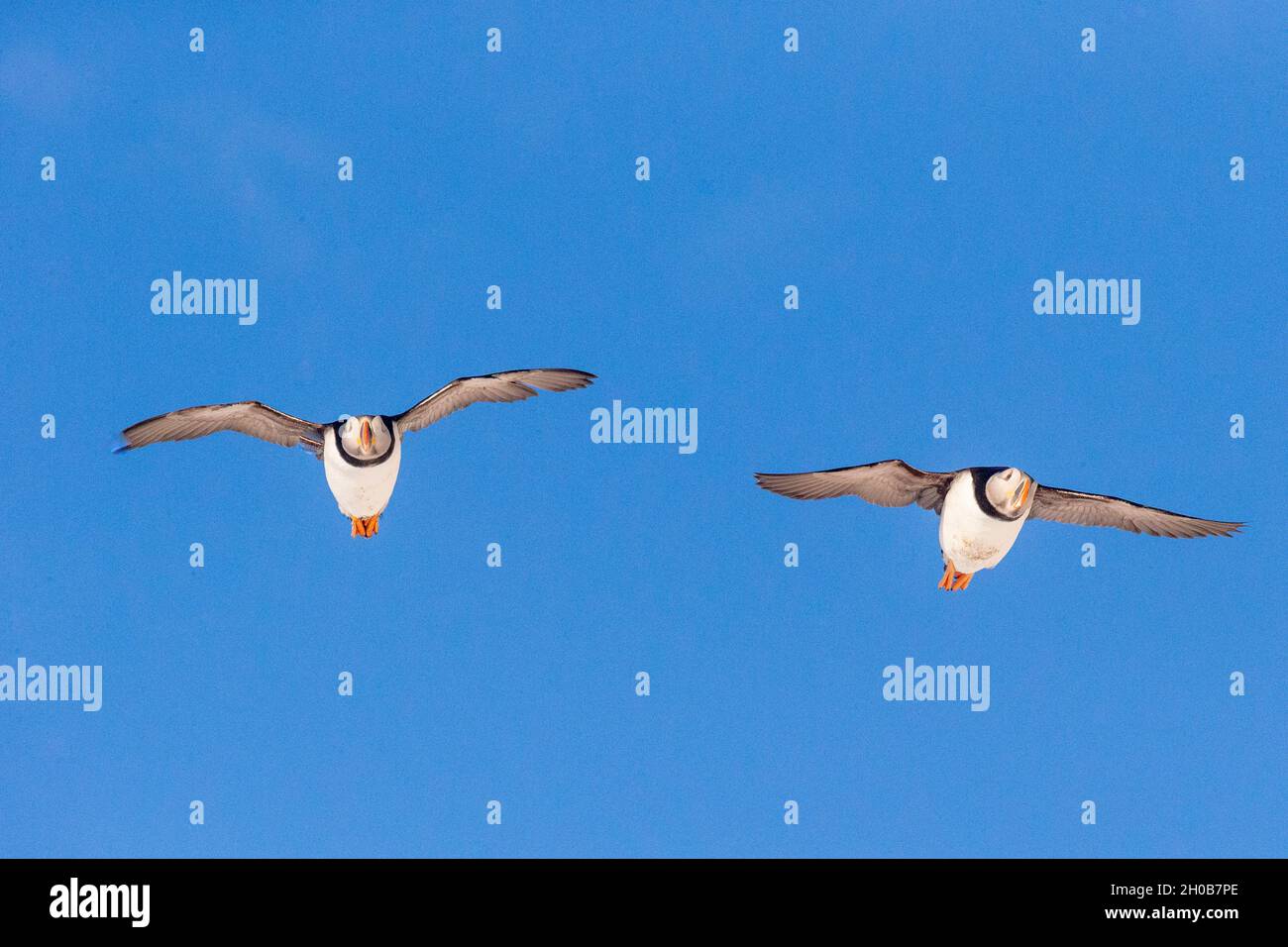 Atlantic Puffin (Fratercula arctica), in flight, Island of Horn oya, protected island with large colonies of seabirds, Vard o or Vardo, Varanger Fjord Stock Photo