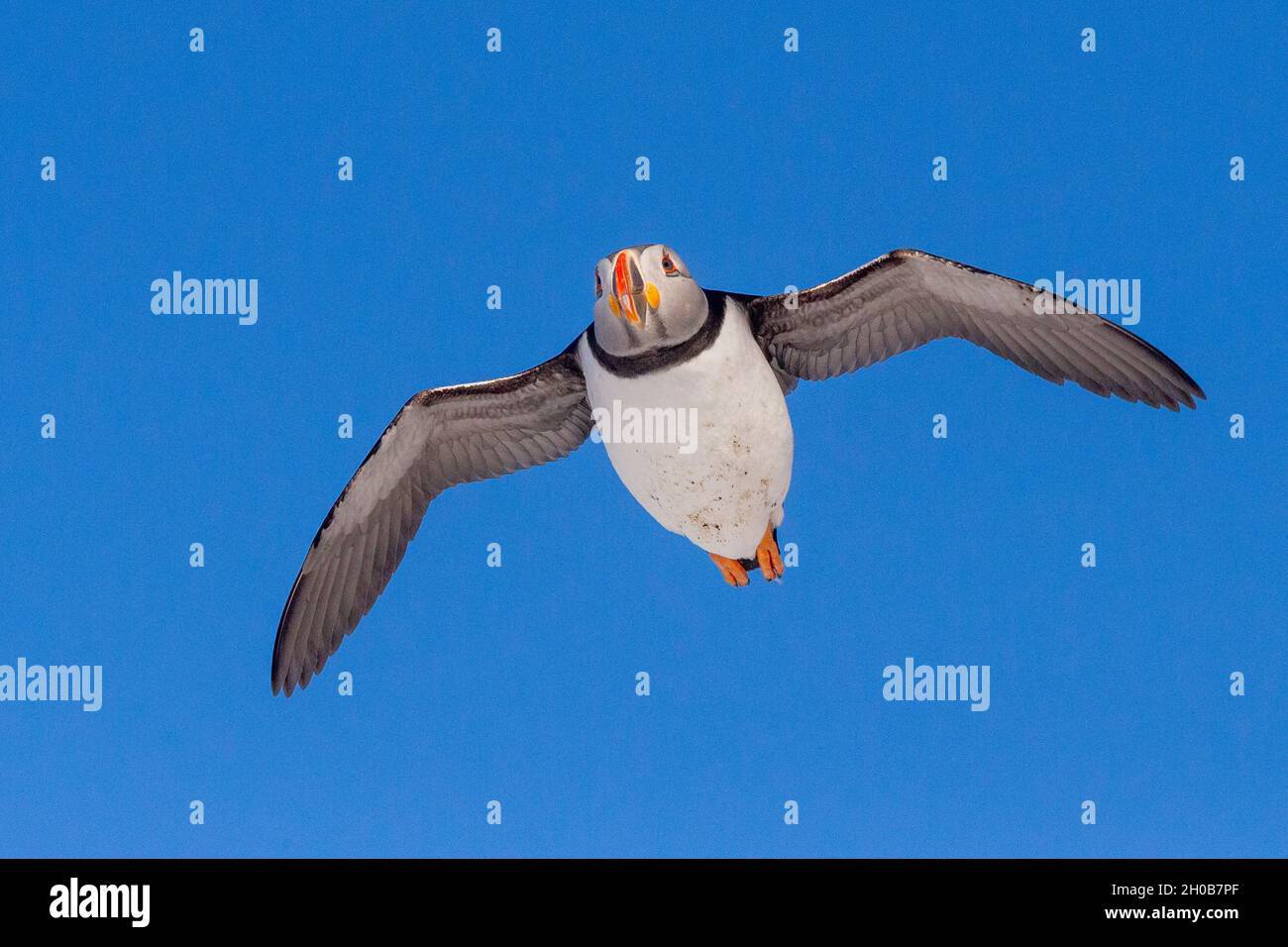 Atlantic Puffin (Fratercula arctica), in flight, Island of Horn oya, protected island with large colonies of seabirds, Vard o or Vardo, Varanger Fjord Stock Photo