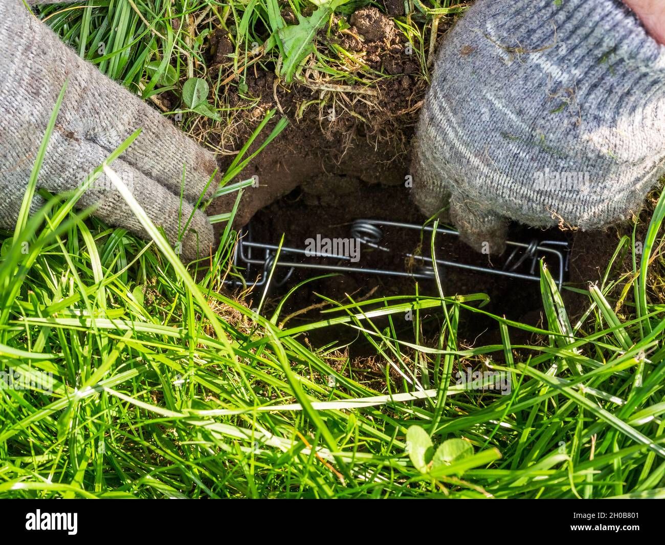 Gardener sets up a mole trap on the lawn in mole hole. Step 4 by step instruction. Stock Photo