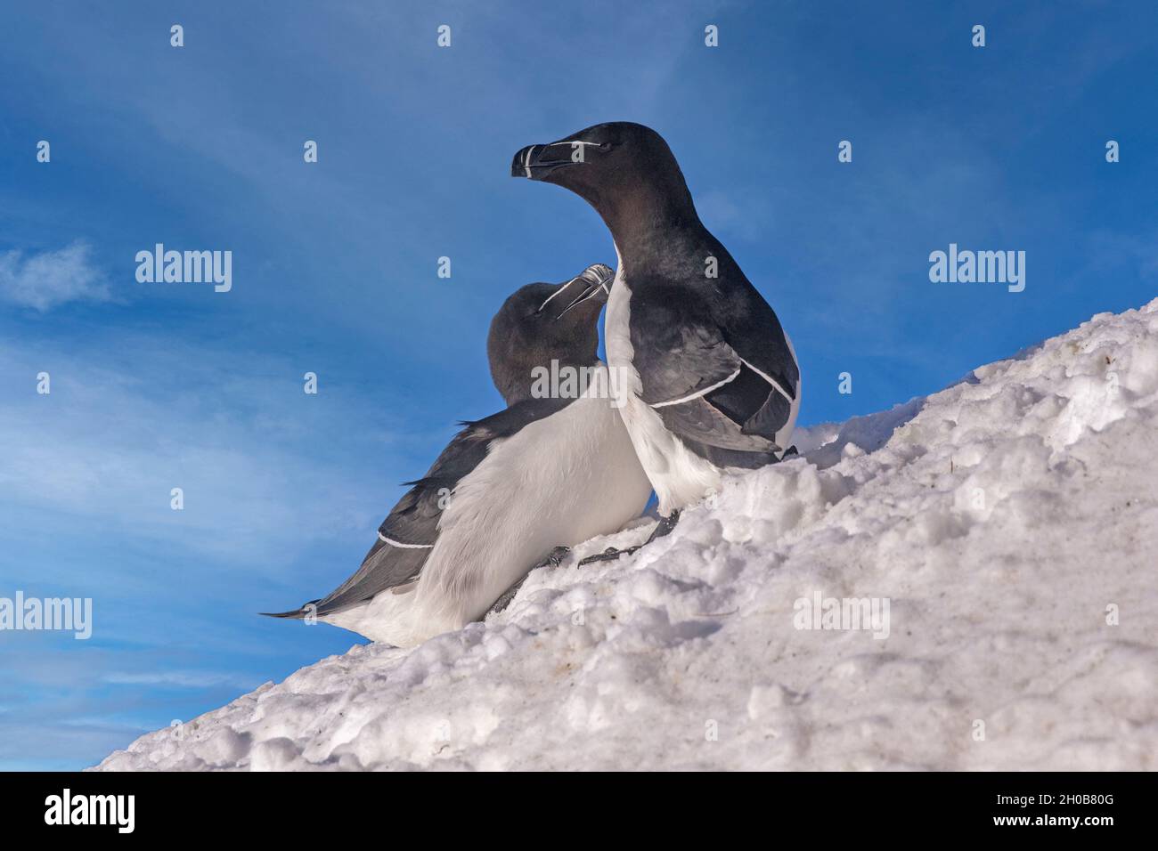 Razorbill or Torda penguin (Alca torda), in the snow, protected island with large colonies of seabirds, Island of Horn oya, Vard o or Vardo, Varanger Stock Photo