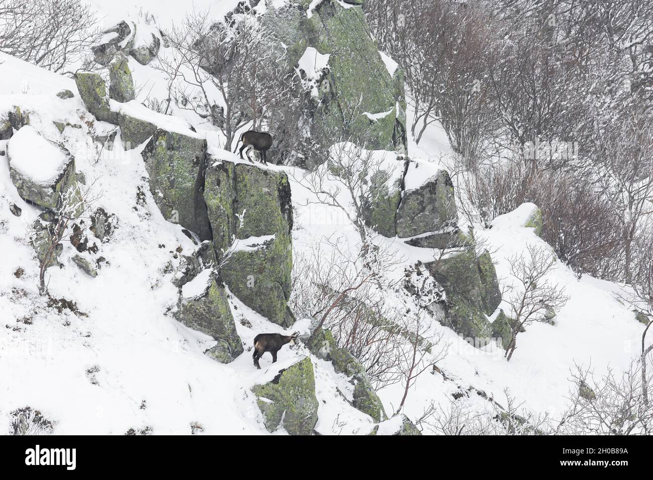 Two Alpine Chamois (Rupicapra rupicapra) on snowy cliff, Vosges, France Stock Photo