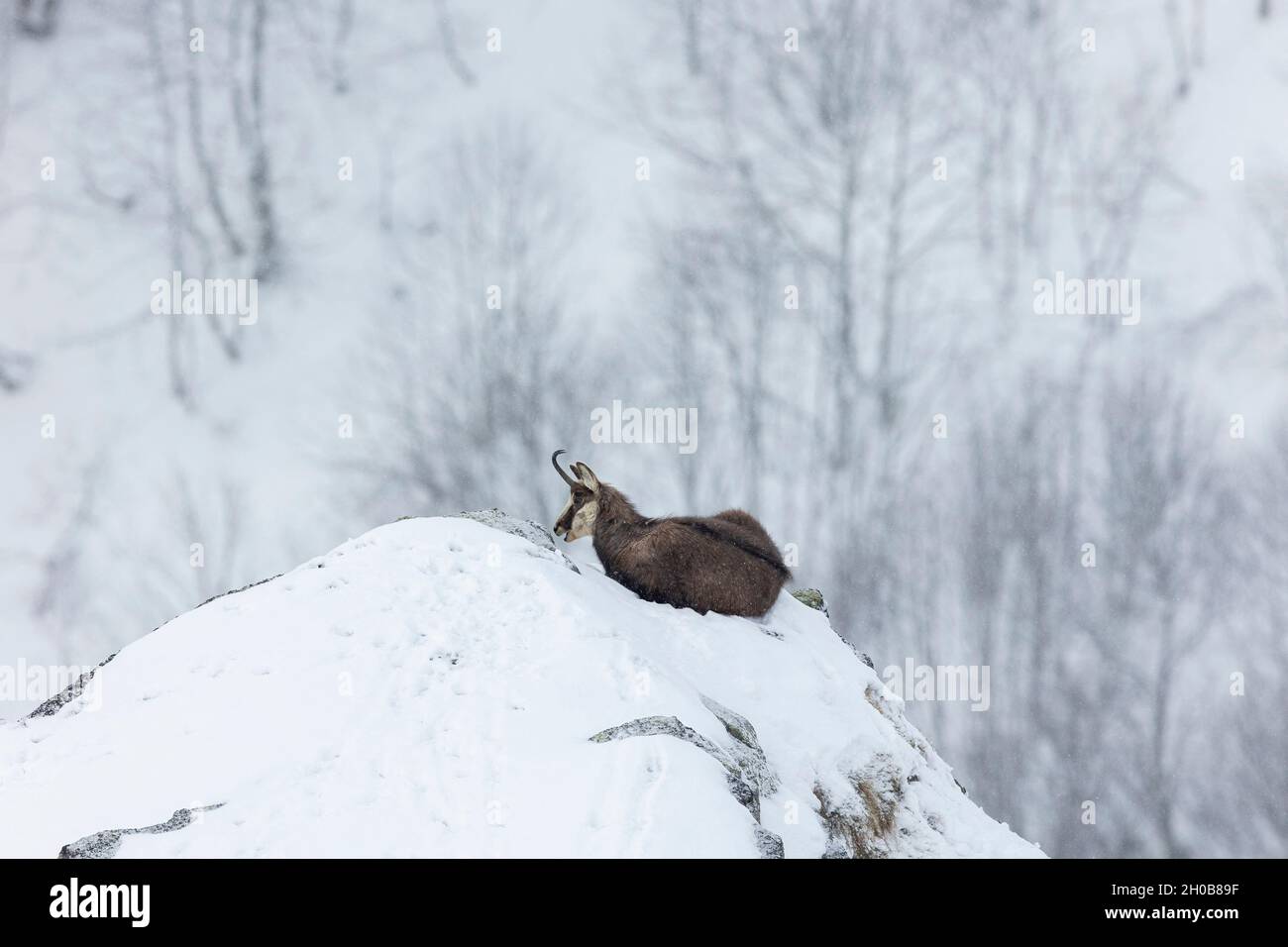 Alpine Chamois (Rupicapra rupicapra) leaving on snow, >Vosges, France Stock Photo