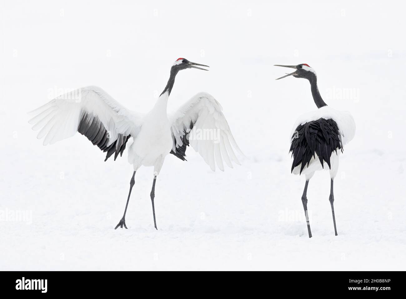 Red-crowned crane (Grus japonensis) courtship display with dancing and jumping, Hokkaido, Japan Stock Photo