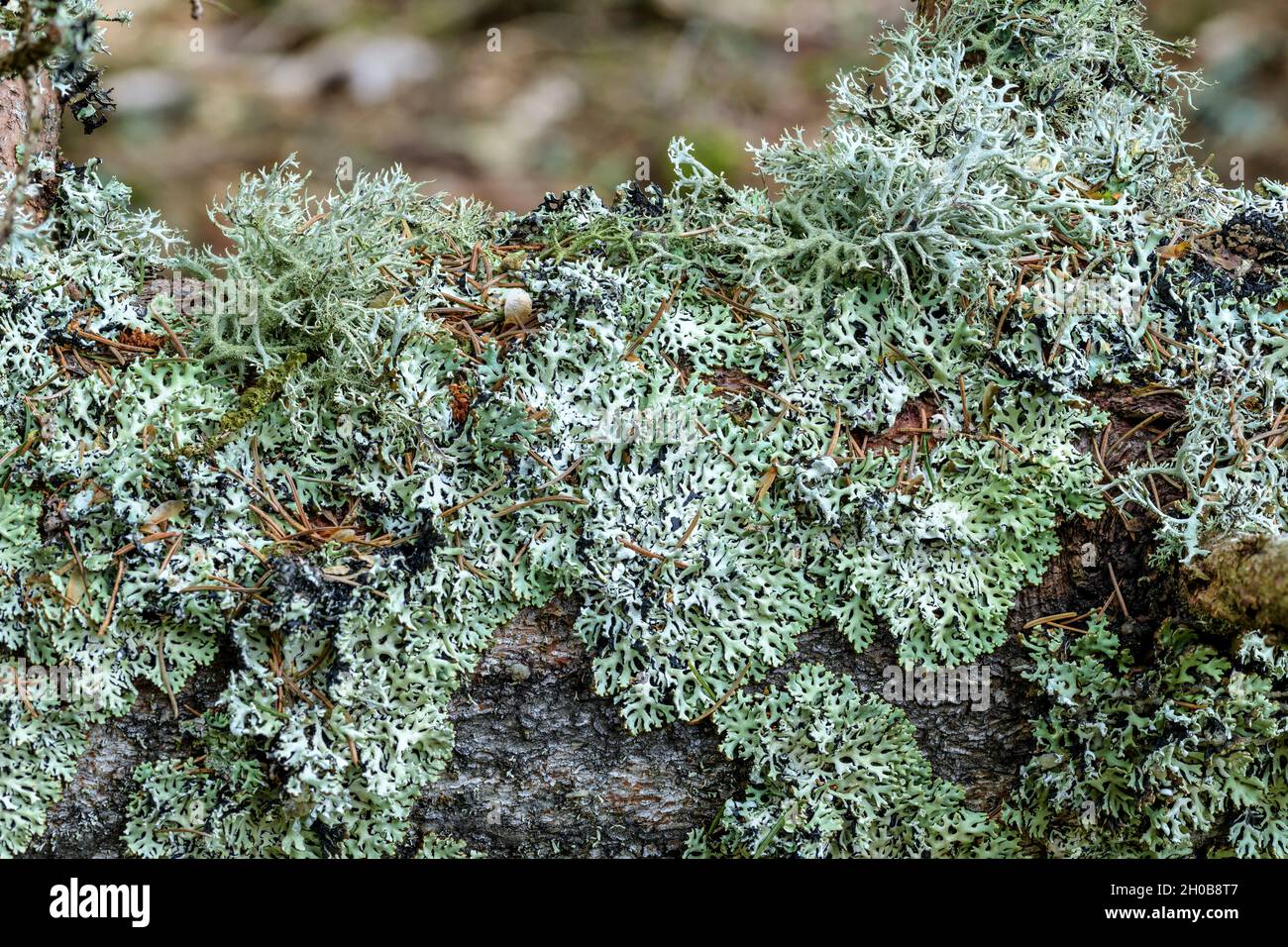Fruiting lichen, tree moss (Pseudevernia furfuracea), very common in mountain forests. Corticolous species, omnipresent on the bark of mountain forest Stock Photo