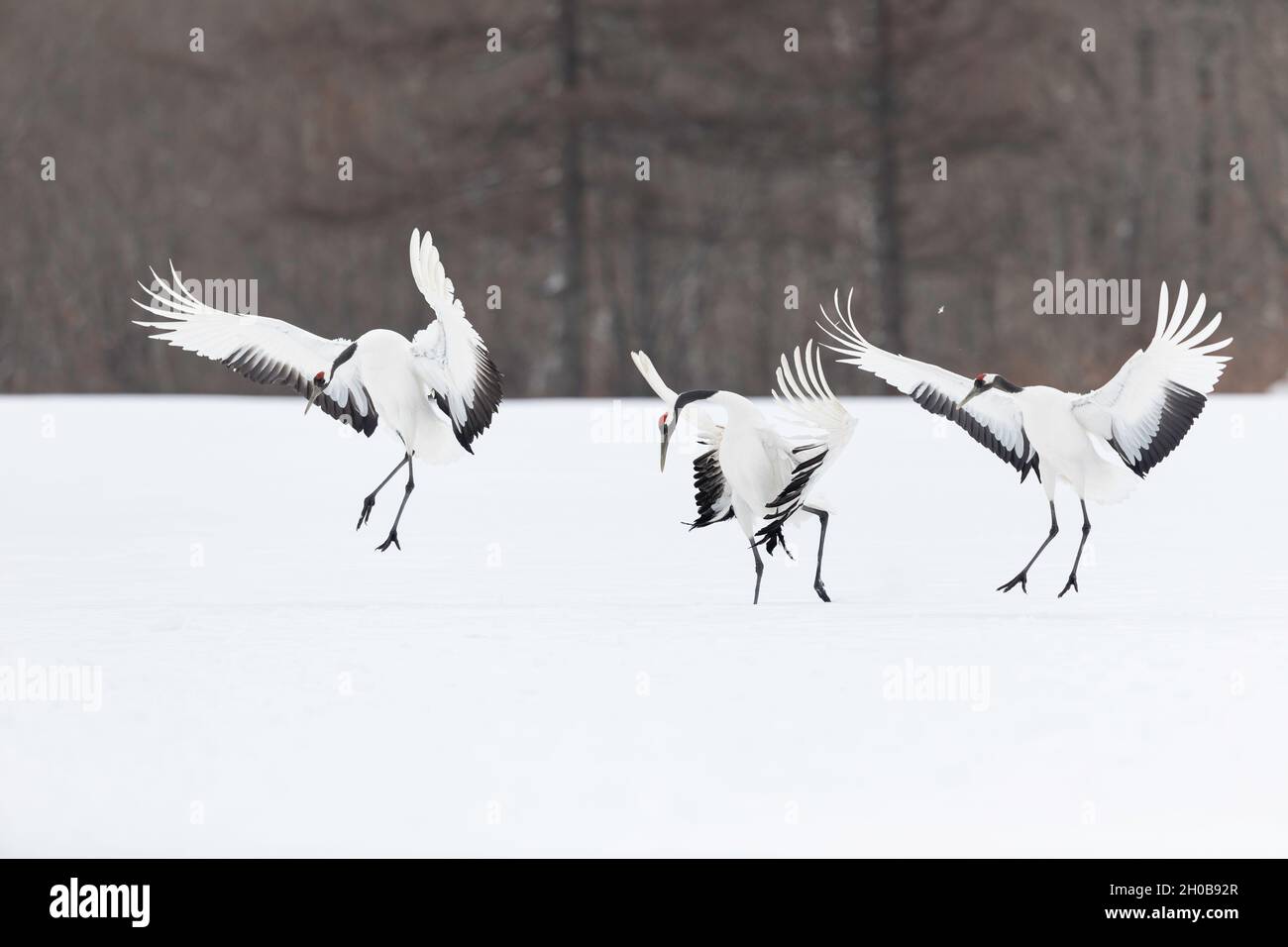 Red-crowned crane (Grus japonensis) group of three landing in snow, Hokkaido, Japan Stock Photo