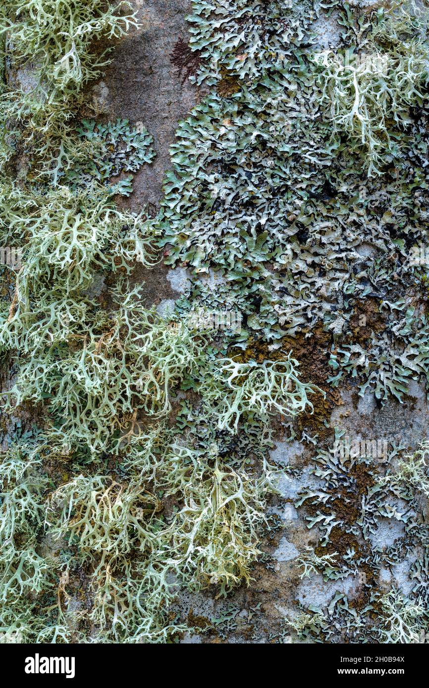 Association of fructicose and foliaceous lichens on the bark of a tree Yellow fructicose Strap lichen (Ramalina farinacea), left, and grey foliaceous Stock Photo