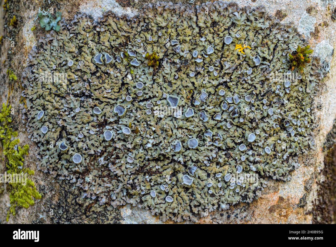 Corticolous foliaceous lichen and its apothecia Frosted lichen (Physconia distorta). The apothecia are the reproductive organs of the mushroom, Massif Stock Photo