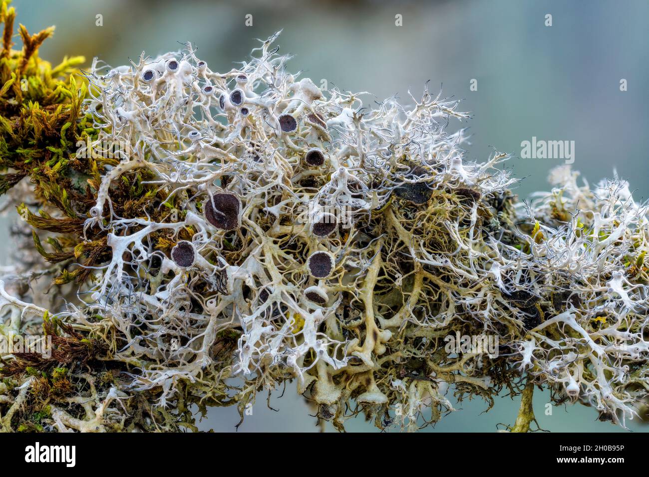 Great Ciliated Lichen (Anaptychia ciliaris), elegant fructicular lichen of open forests. The fructicular thallus forms strips bordered by delicate cil Stock Photo