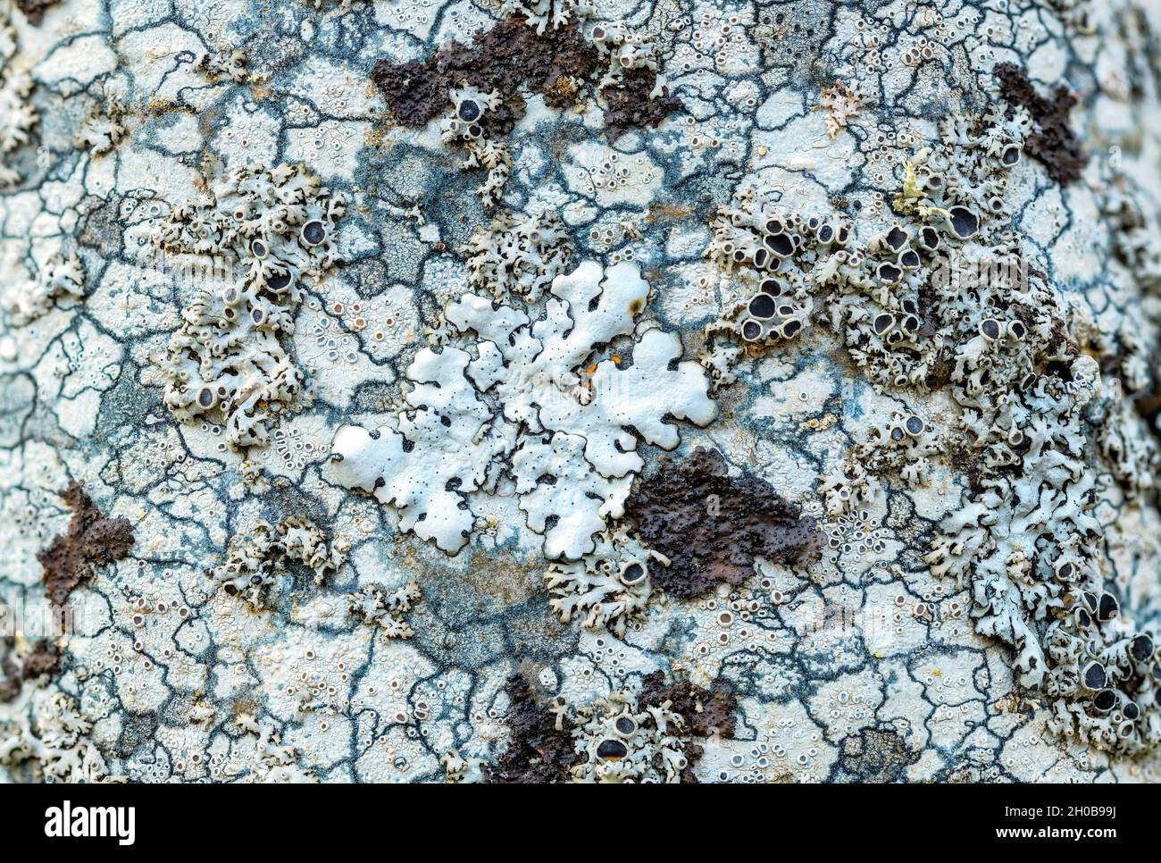Crustaceous, gelatinous and foliaceous lichens on a mountain trunk. This living mosaic presents the 3 typical forms of lichen thallus, fungi associate Stock Photo