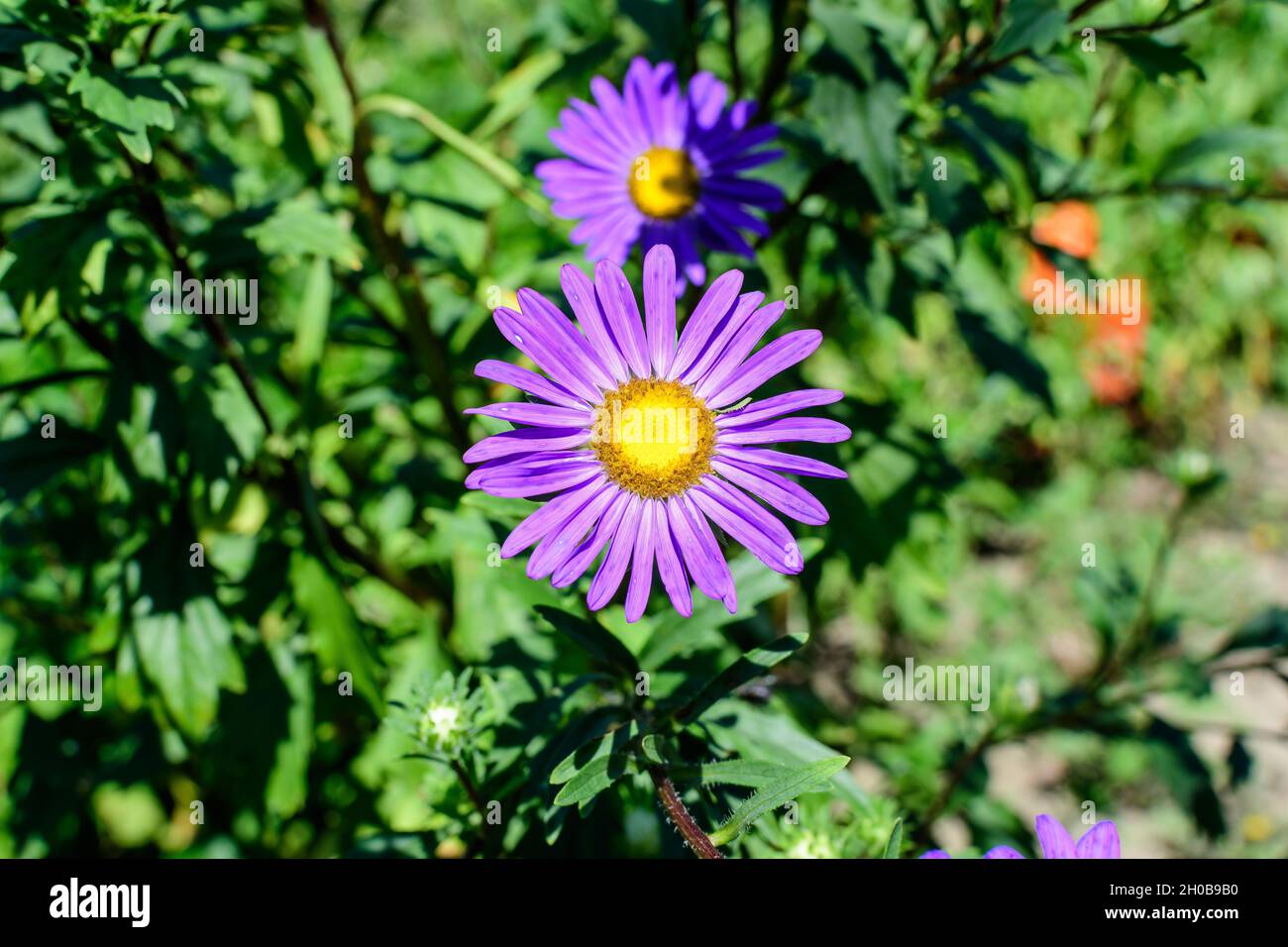 Close up of light purple aster flower and large green leaves in a garden in a sunny autumn day, beautiful outdoor floral background Stock Photo