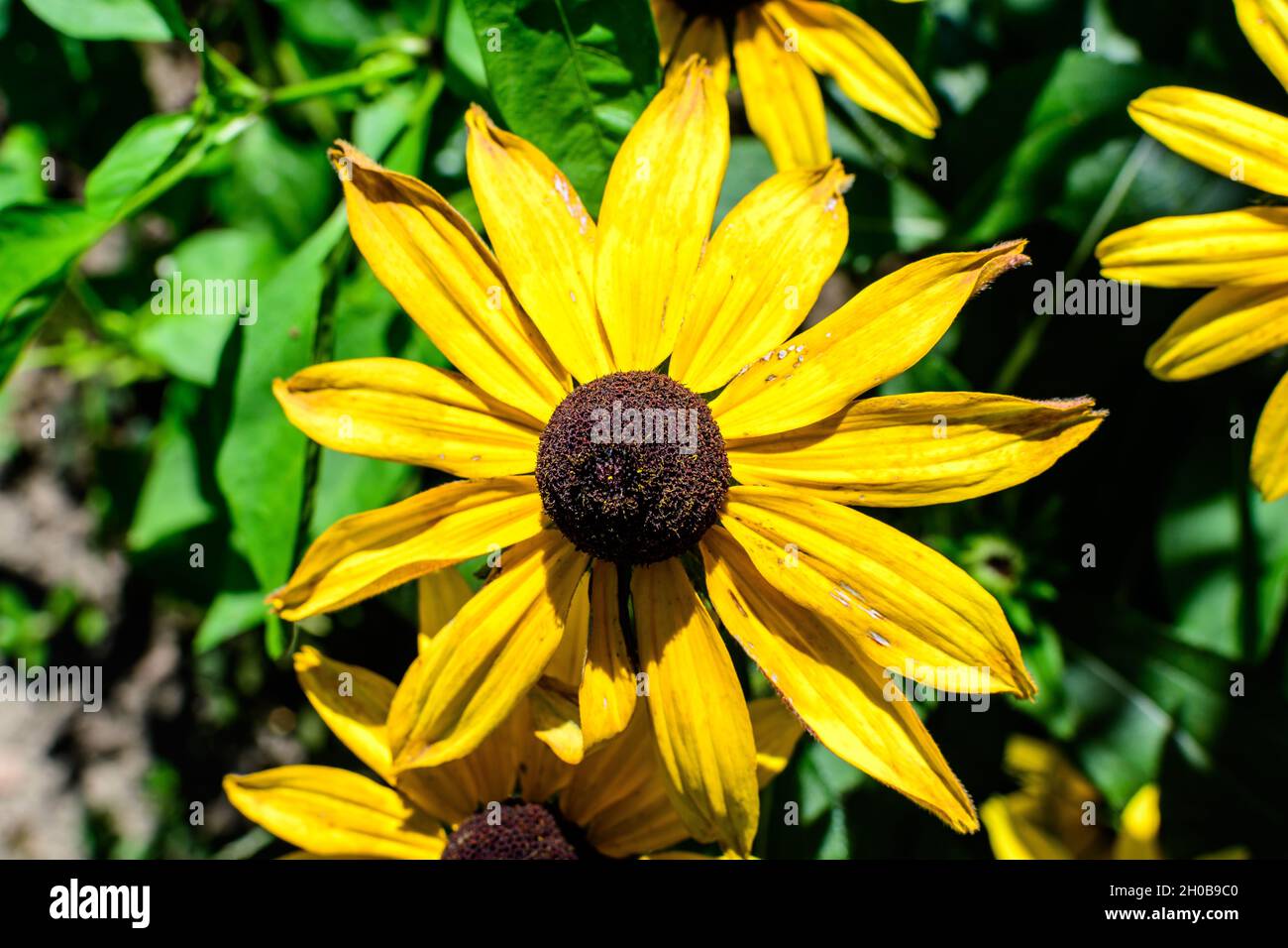 Yellow flowers of Rudbeckia, commonly known as coneflowers or black eyed susans, in a sunny summer garden, beautiful outdoor floral background photogr Stock Photo