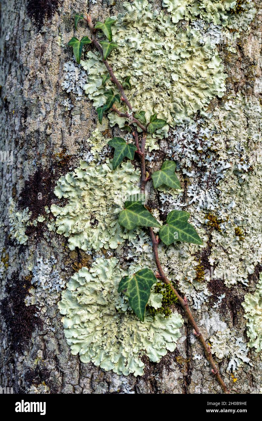Hepatophyta hi-res stock photography and images - Alamy