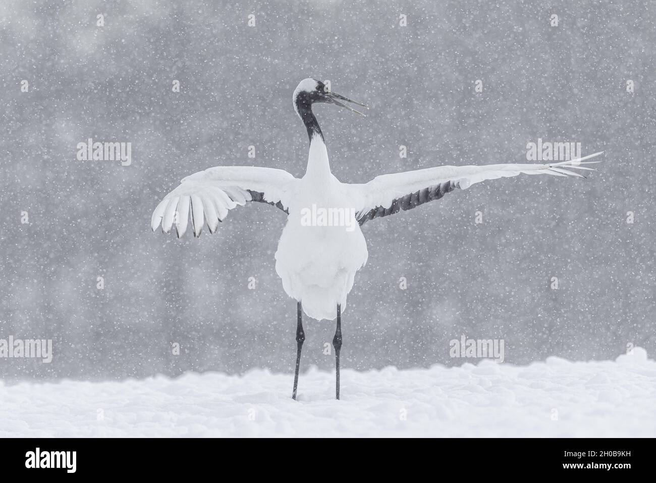 Red-crowned crane (Grus japonensis) dancing display and vocalisation in snow, Hokkaido,Japan Stock Photo