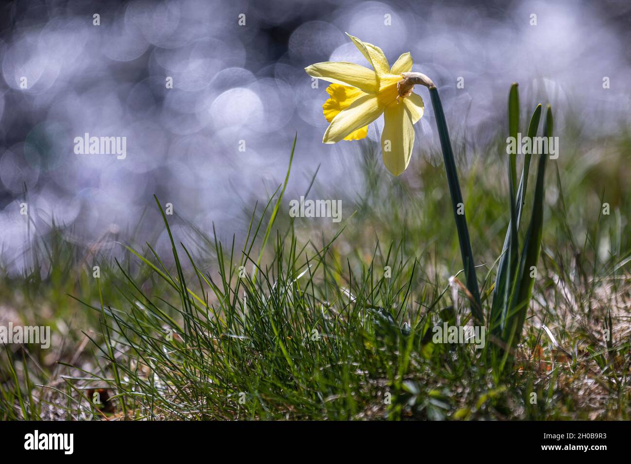 Wild daffodil (Narcissus pseudonarcissus) near a stream, Vosges, France Stock Photo