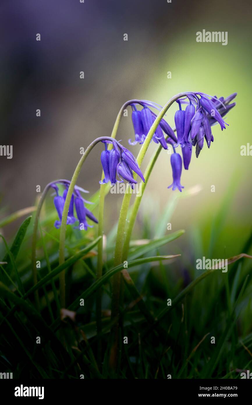Bluebells (Hyacinthoides non scripta) in flower in spring, Pas de Calais, France Stock Photo