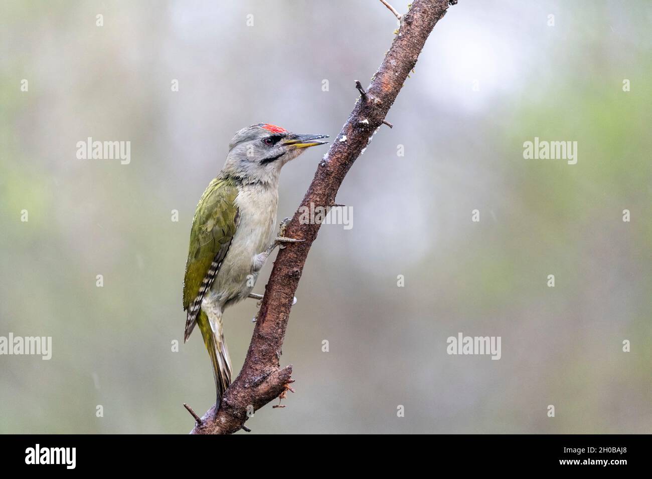 Grey-headed woodpecker (Picus canus) male on a branch in spring, Moselle, France Stock Photo