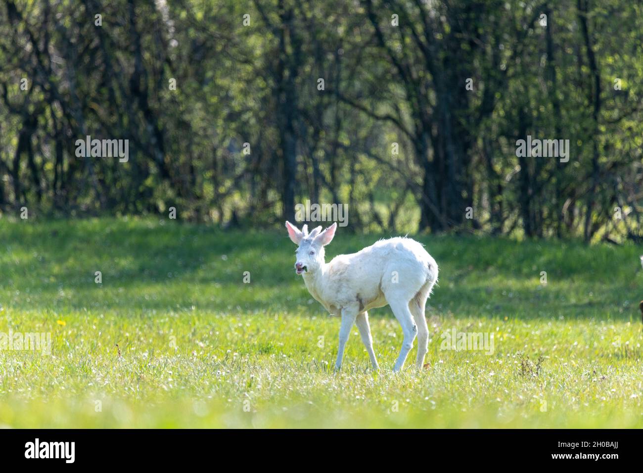 Albino roe deer (Capreolus capreolus) in a meadow in spring, Moselle, France Stock Photo