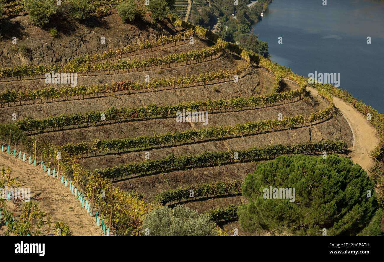 Morning Photo Of Douro Vineyards During Harvest Season Stock Photo Alamy morning-photo-of-douro-vineyards-during-harvest-season-stock-photo-alamy