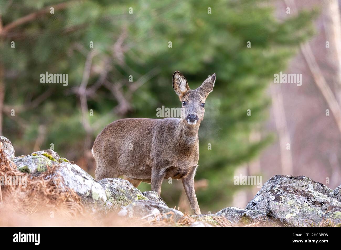 Roe deer (Capreolus capreolus) female breathing vapor, Alsace, France Stock Photo