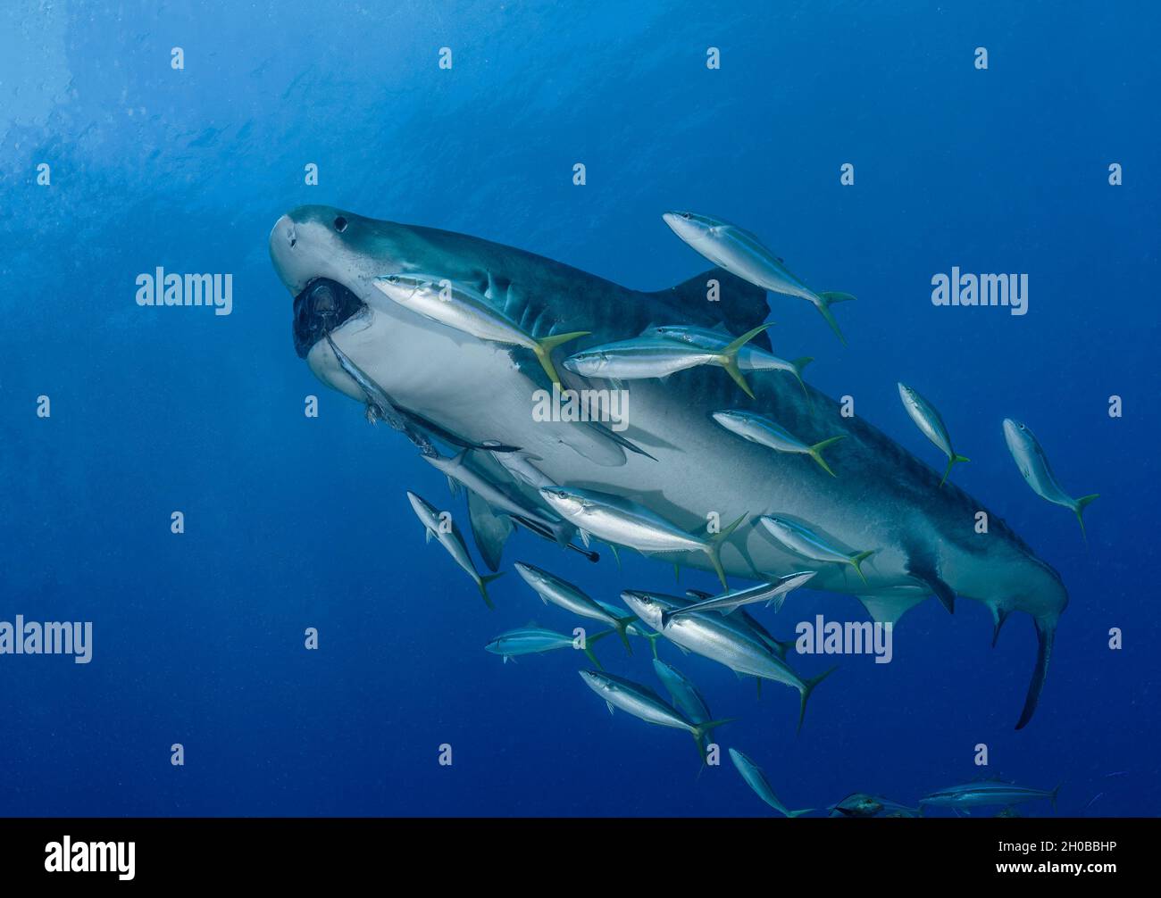 Shark eating fish hi-res stock photography and images - Alamy