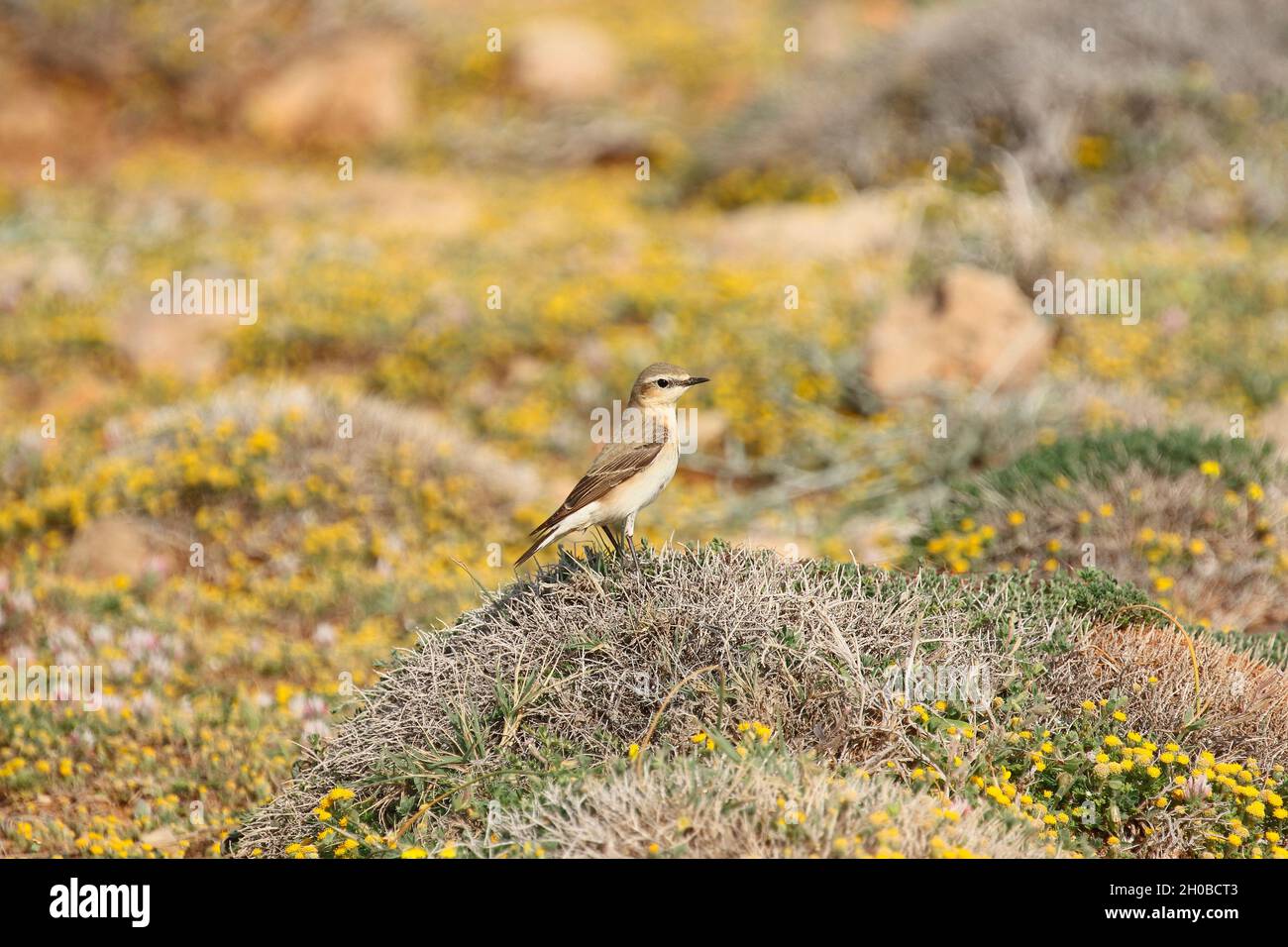Isabelline Wheatear (Oenanthe isabellina) on a flowering dune by the sea, Cyprus Stock Photo