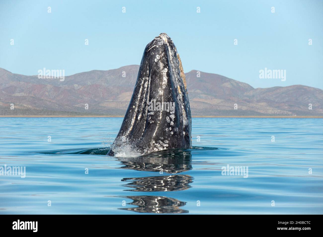 Gray whale (Eschrichtius robusuts) Spyhopping, BCS, Mexico. Stock Photo