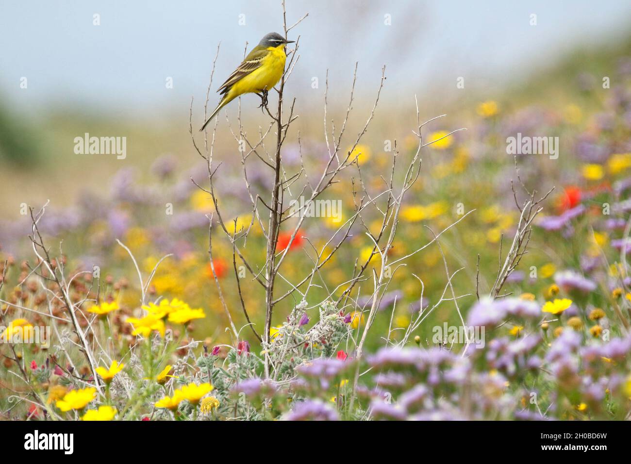 Western Yellow Wagtail (Motacilla flava flava) perched among flowers, Paphos, Cyprus Stock Photo