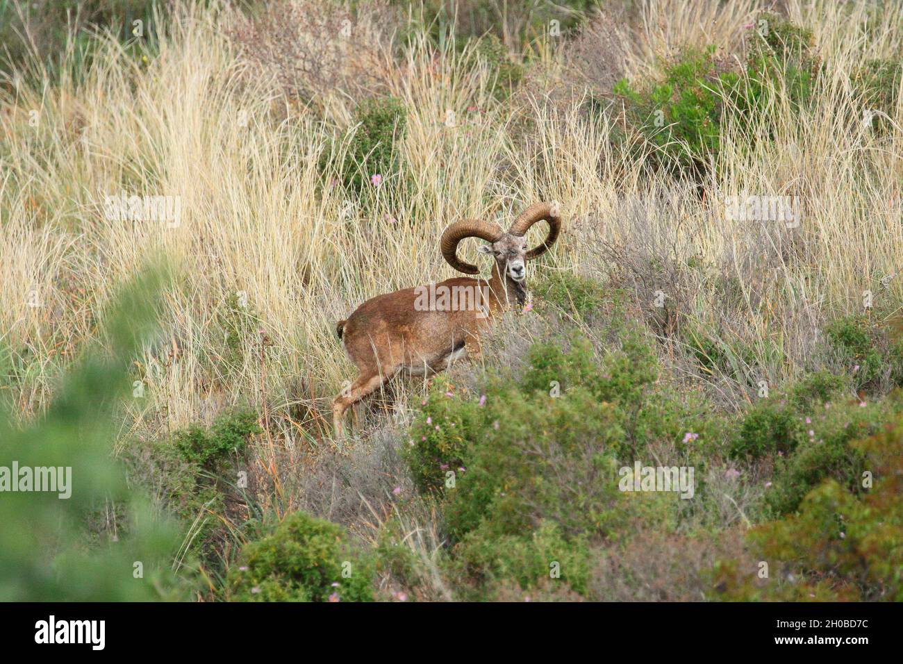 Cyprus Mouflon (Ovis orientalis ophion) male in the mountains of eastern Cyprus Stock Photo