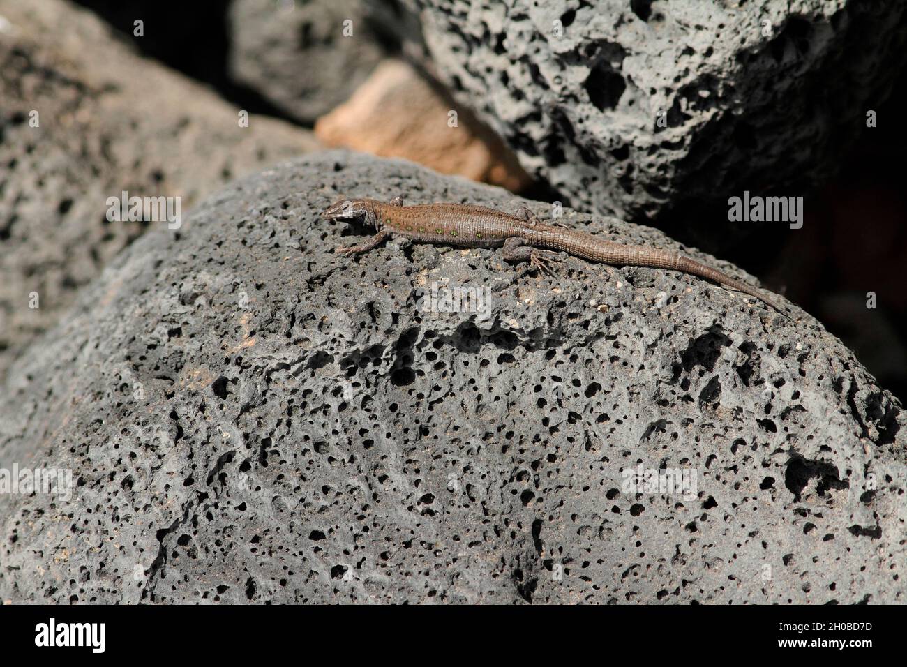 Atlantic lizard (Gallotia atlantica) on a lava rock, Lanzarote, Canary Islands Stock Photo