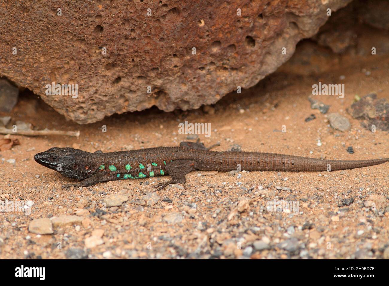 Atlantic lizard (Gallotia atlantica) male on a lava sand, Lanzarote, Canary Islands Stock Photo