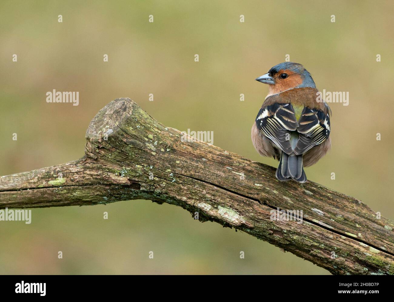 Chaffinch (Fringilla coelebs) perched on a branch, England Stock Photo