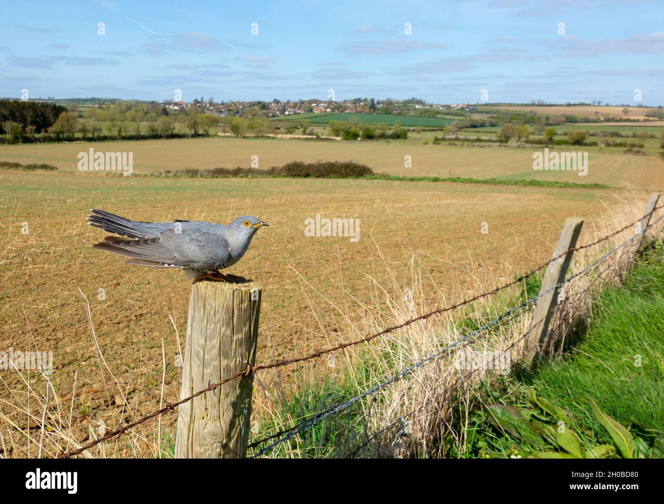 Cuckoo (Cuculus canorus) perched on a fence post in the British countryside Stock Photo