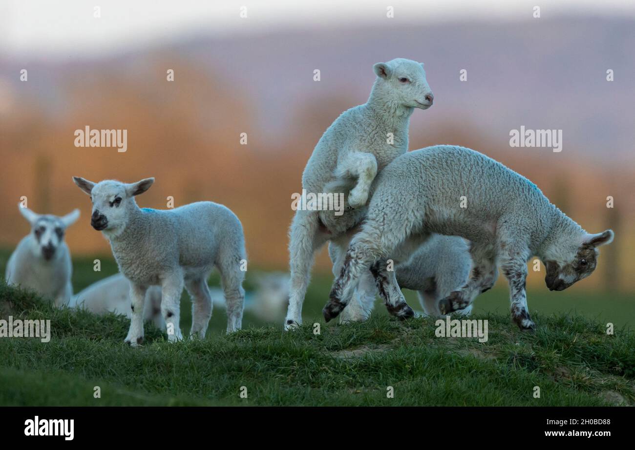 Sheep ( Ovis aries) running in a meadow Stock Photo