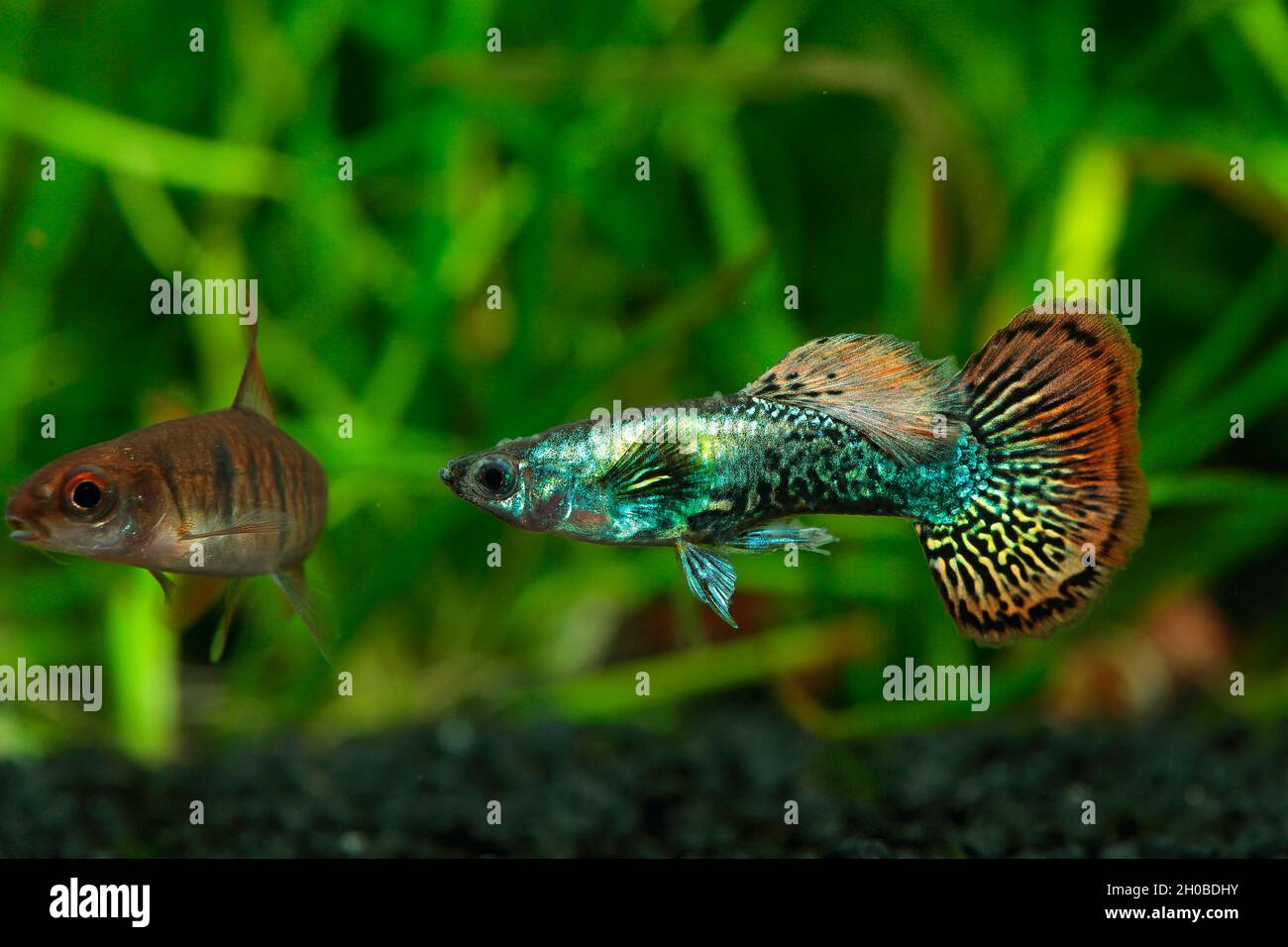 Guppy mosaic (Poecilia reticulata) male in aquarium Stock Photo