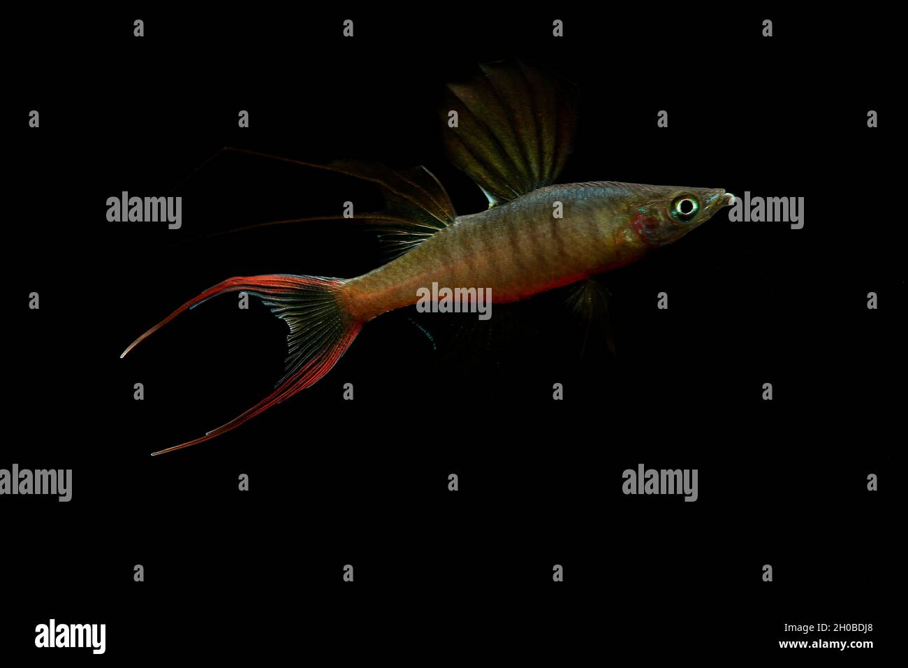 Threadfin rainbowfish (Iriatherina werneri) male displaying on black background Stock Photo