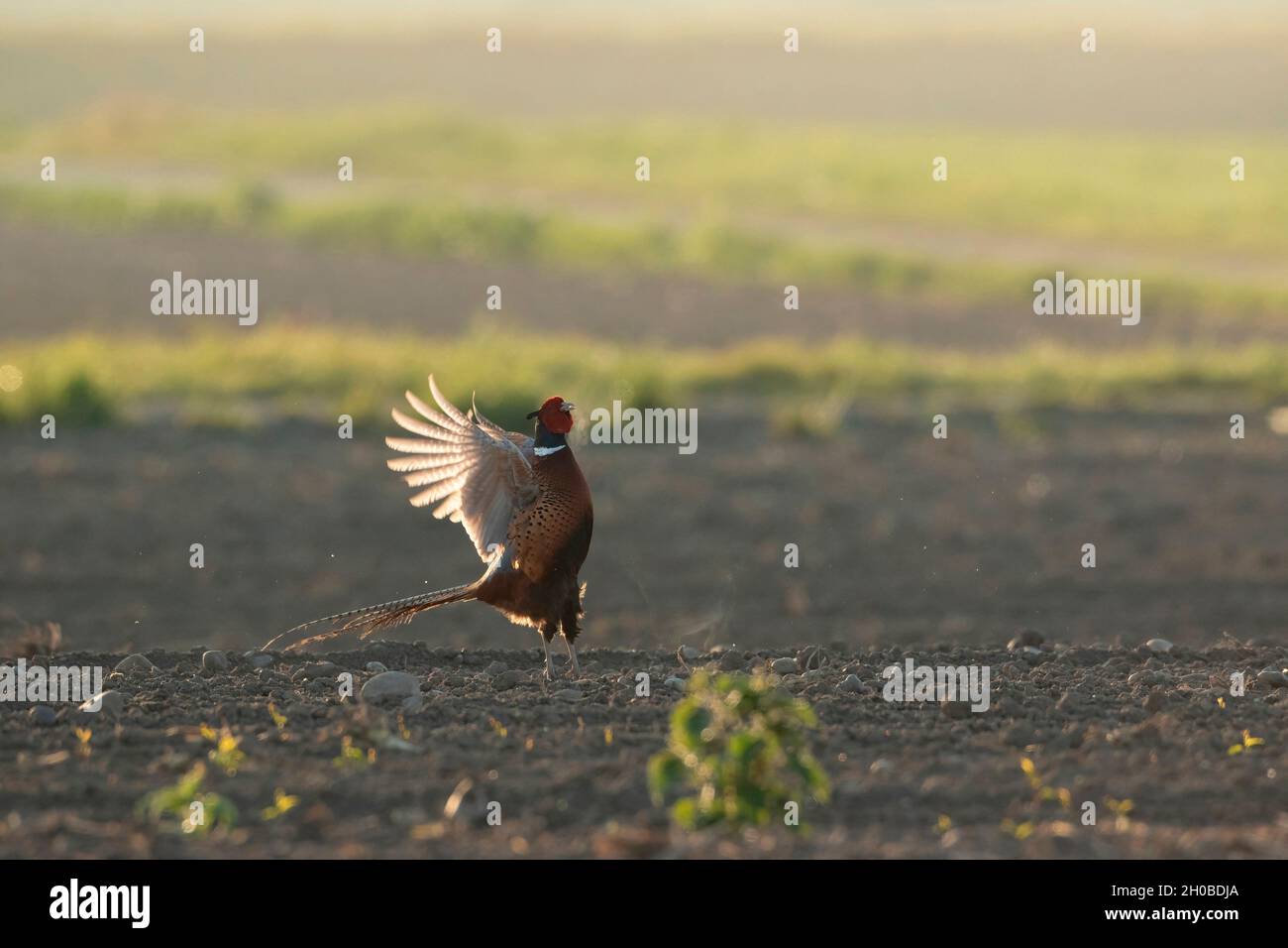 Ring-necked Pheasant (Phasianus colchicus), displaying at dawn, Alsace, France Stock Photo