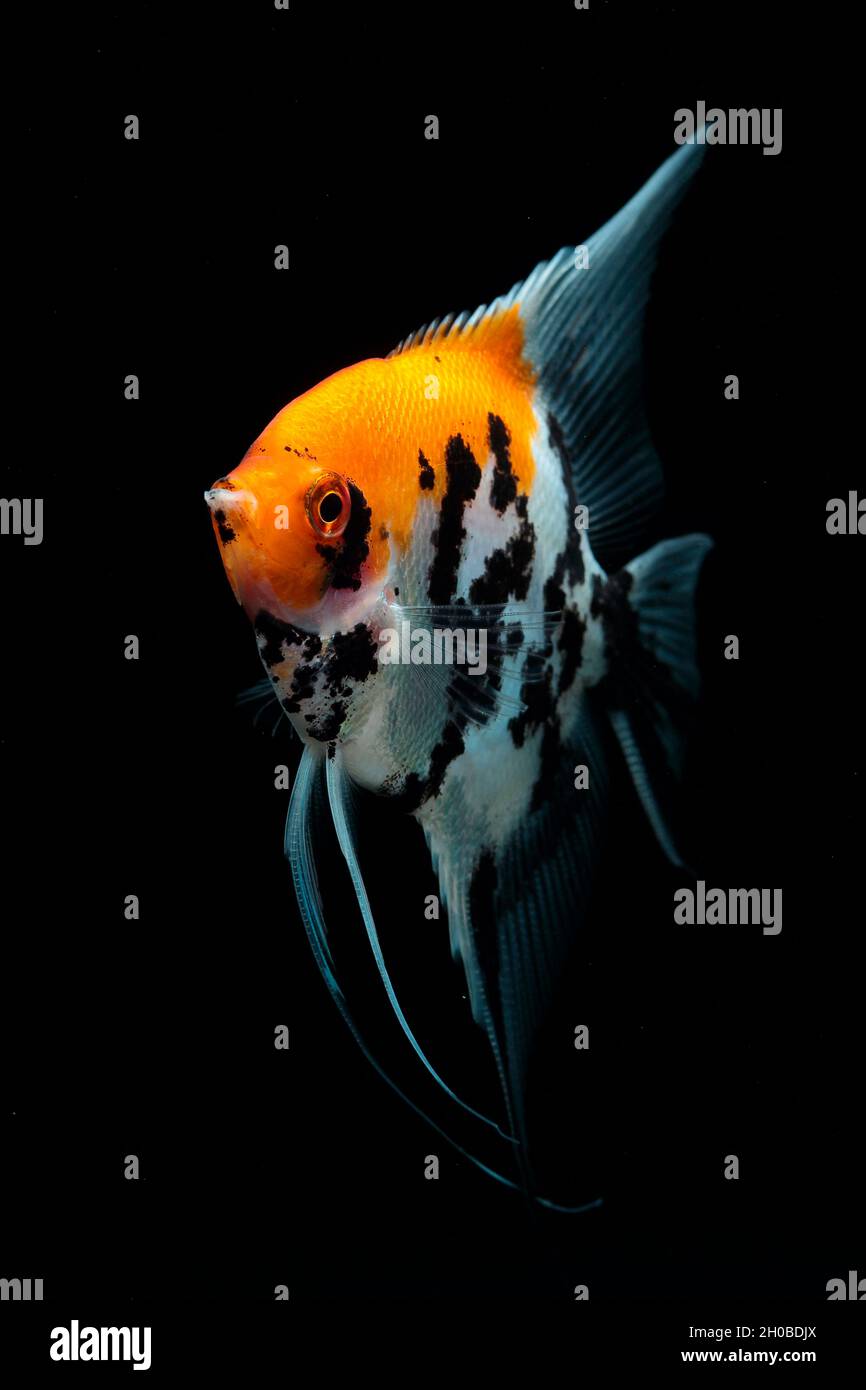 Freshwater angelfish (Pterophyllum scalare) in aquarium on black background Stock Photo