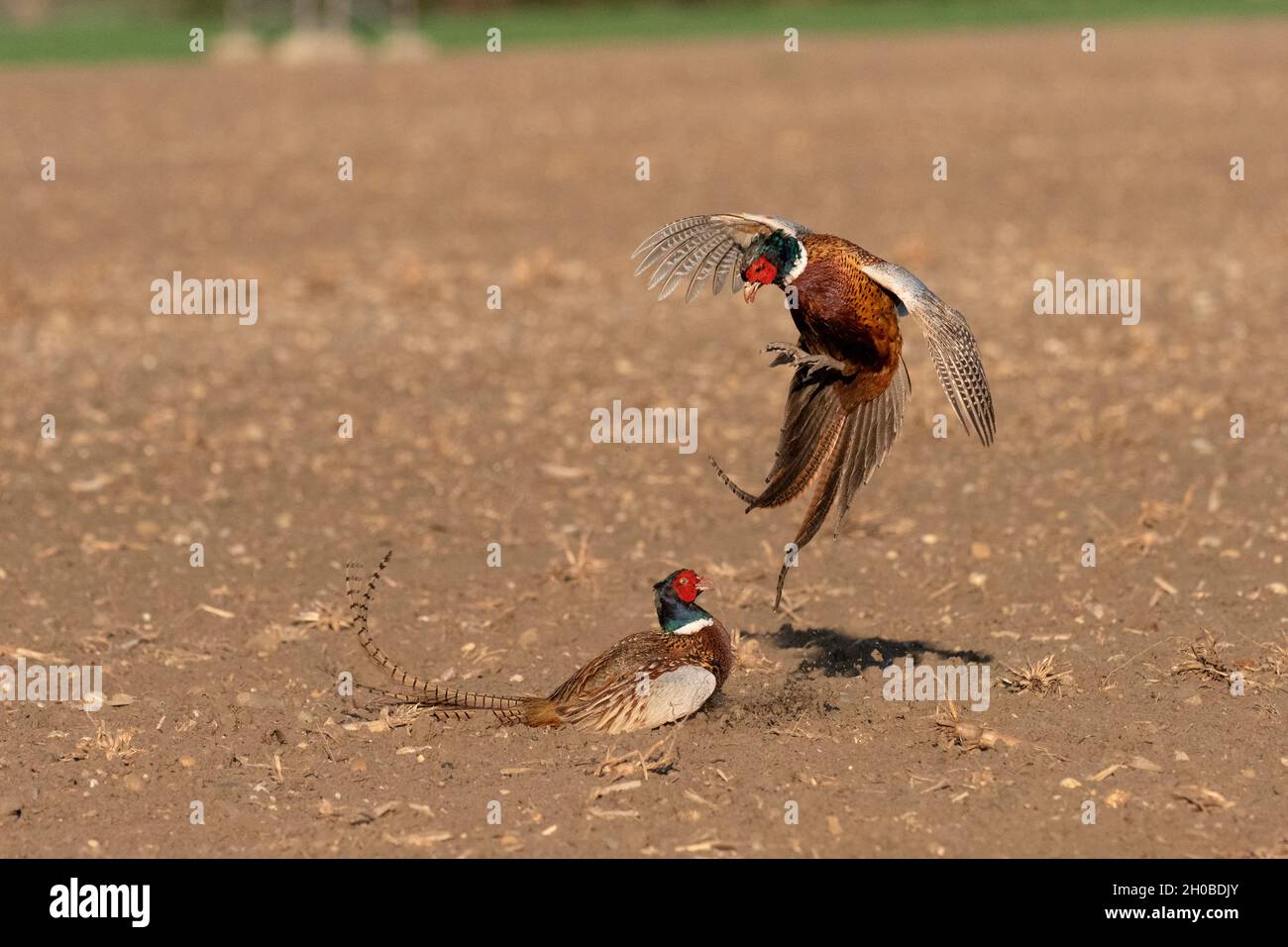 Ring-necked Pheasant (Phasianus colchicus), fight between two males, Alsace, France Stock Photo